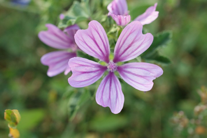 Purple flower.