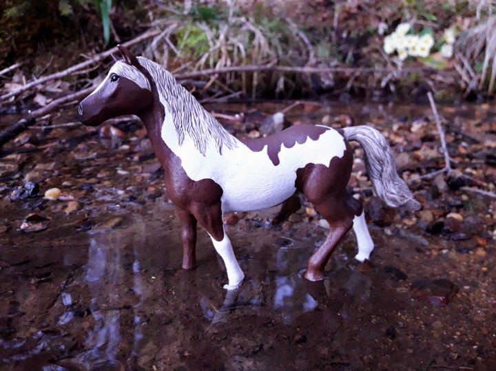 horse