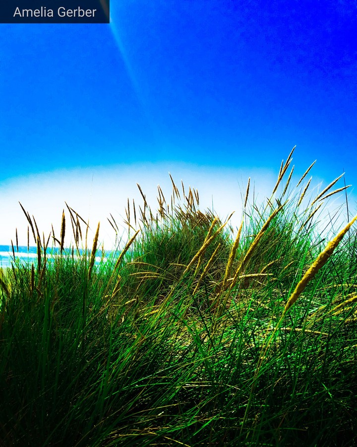 grass