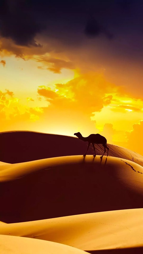 camel