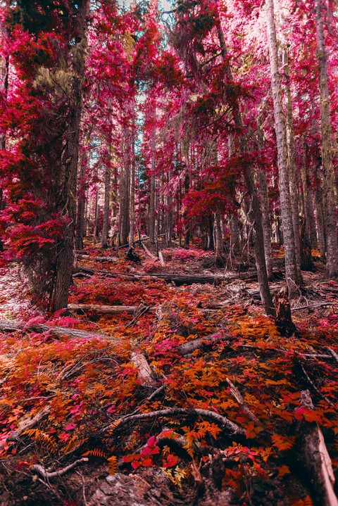 forest