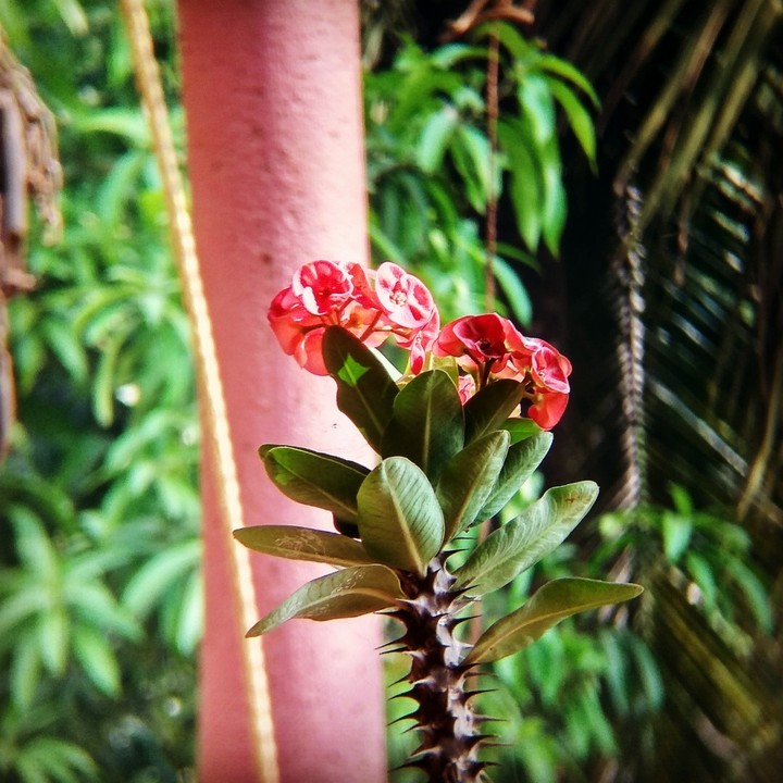 beautiful flower