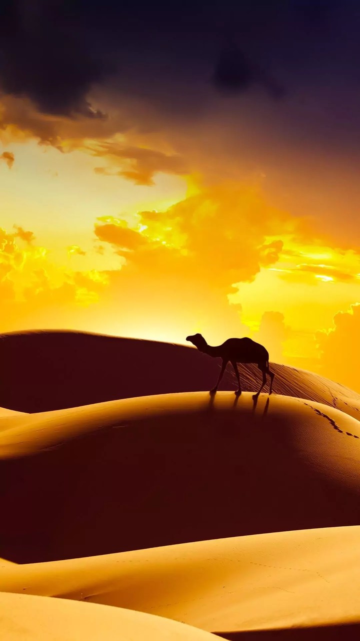 camel