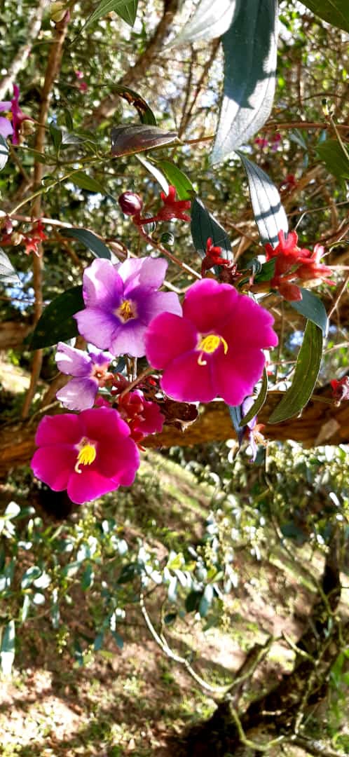 Flores