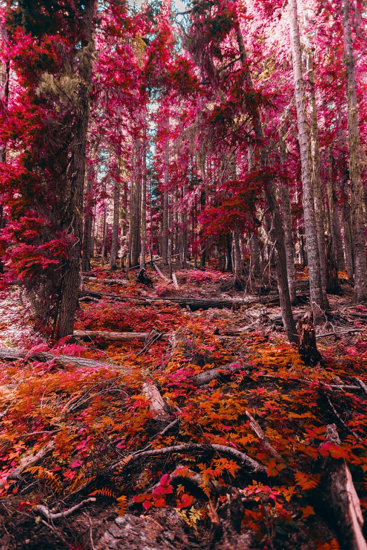 forest
