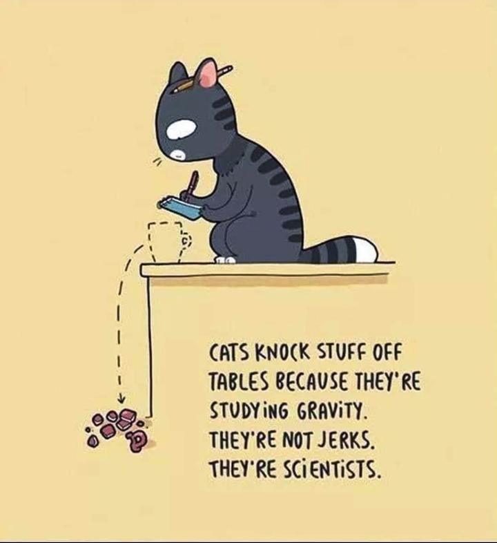 CATS SO SMART