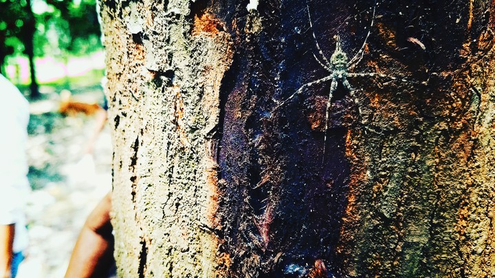 Spider