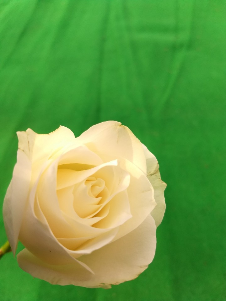 White Rose