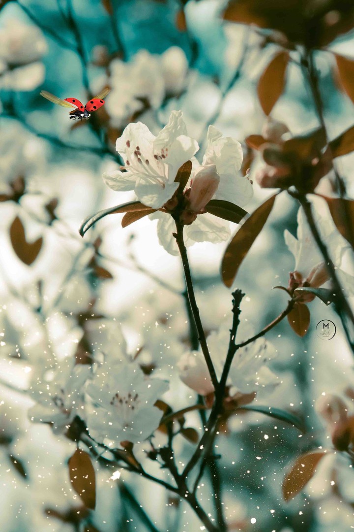 Ladybug
