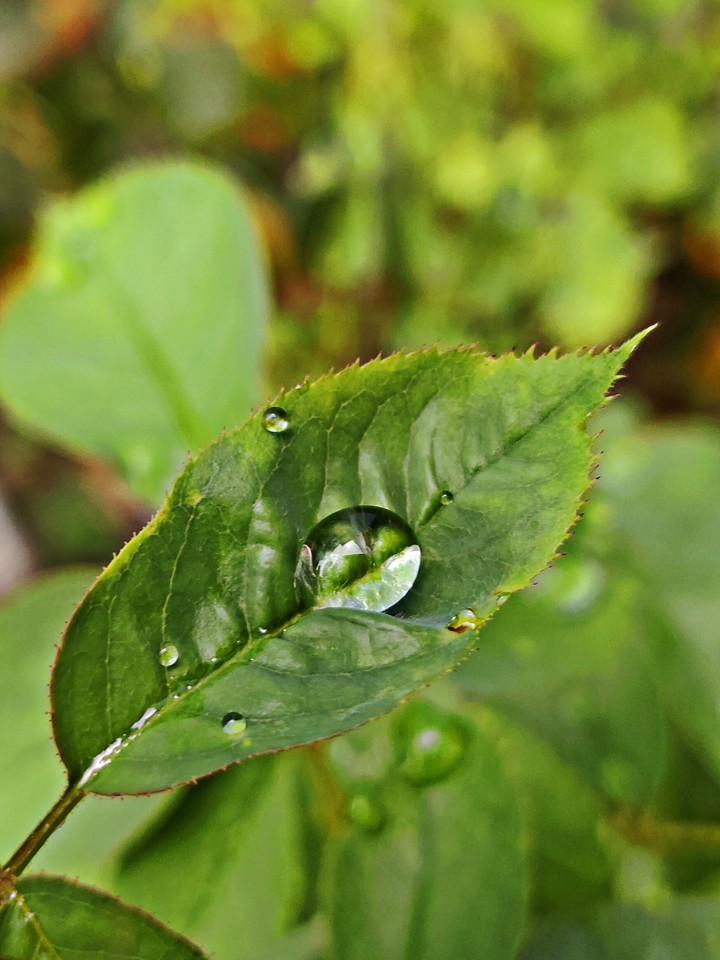A drop of happiness.