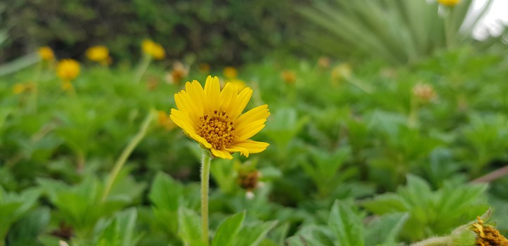 yellow flower