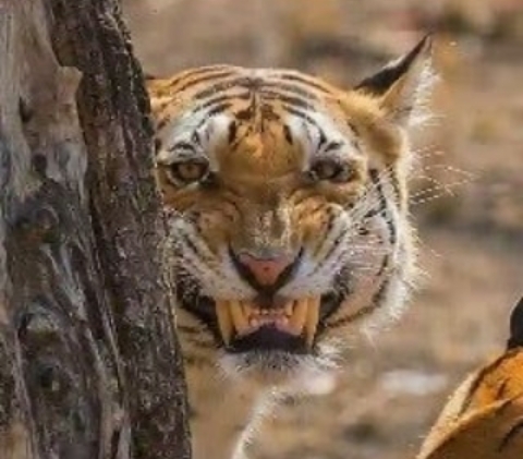 smiling tiger