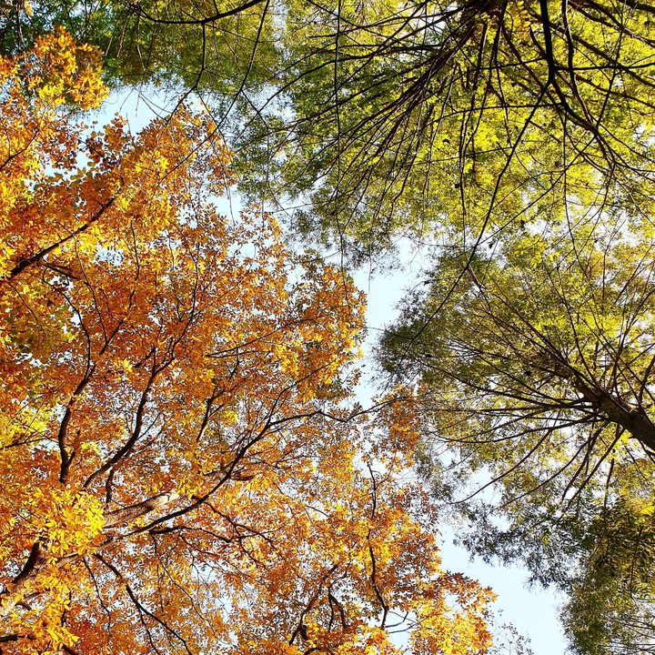 Autumn in the woods