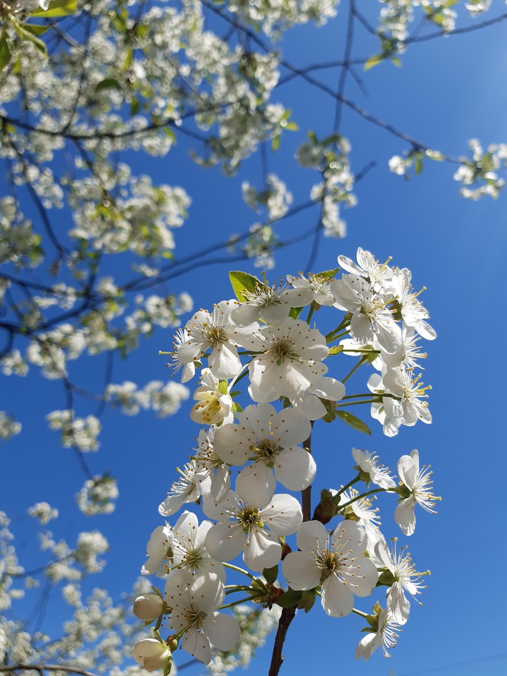 cherry blossom