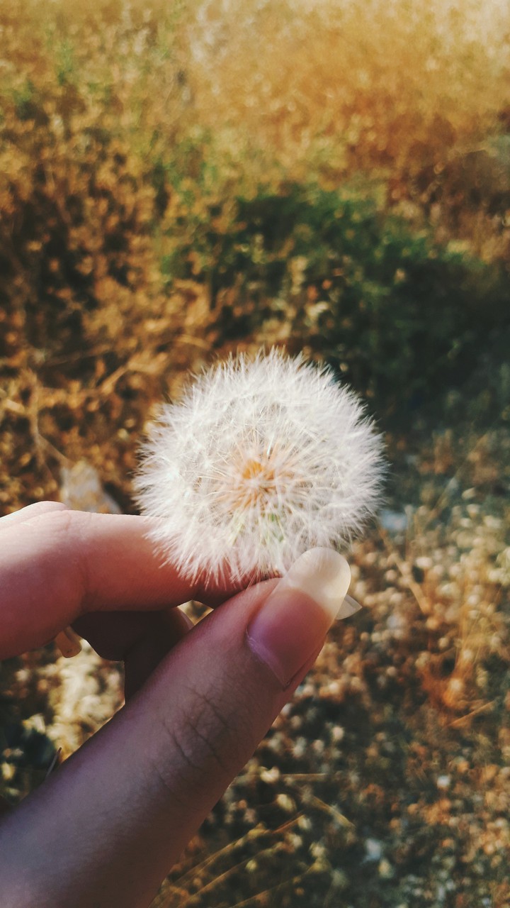 Make a wish ◡̈