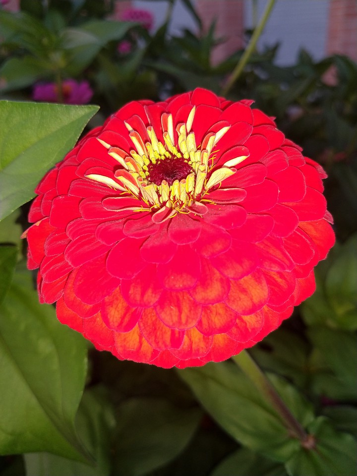magma flower
