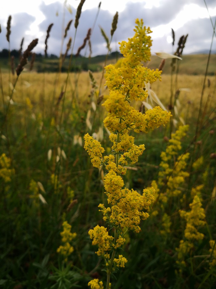 natura