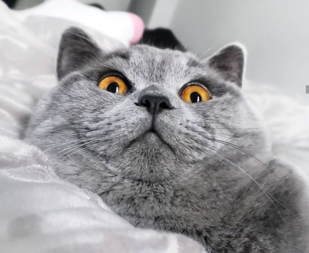 funny cat