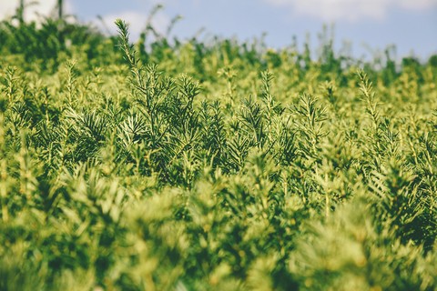 grass, plant वॉलपेपर