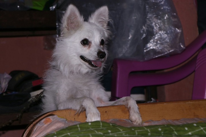 Dog