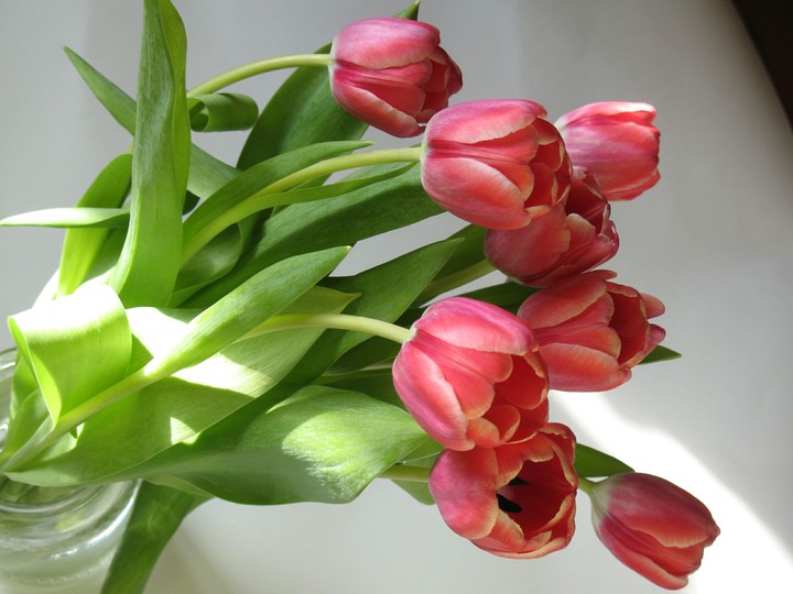 Tulips in sun