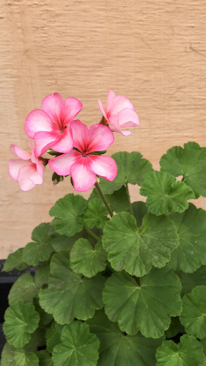 Pink geranium flowers