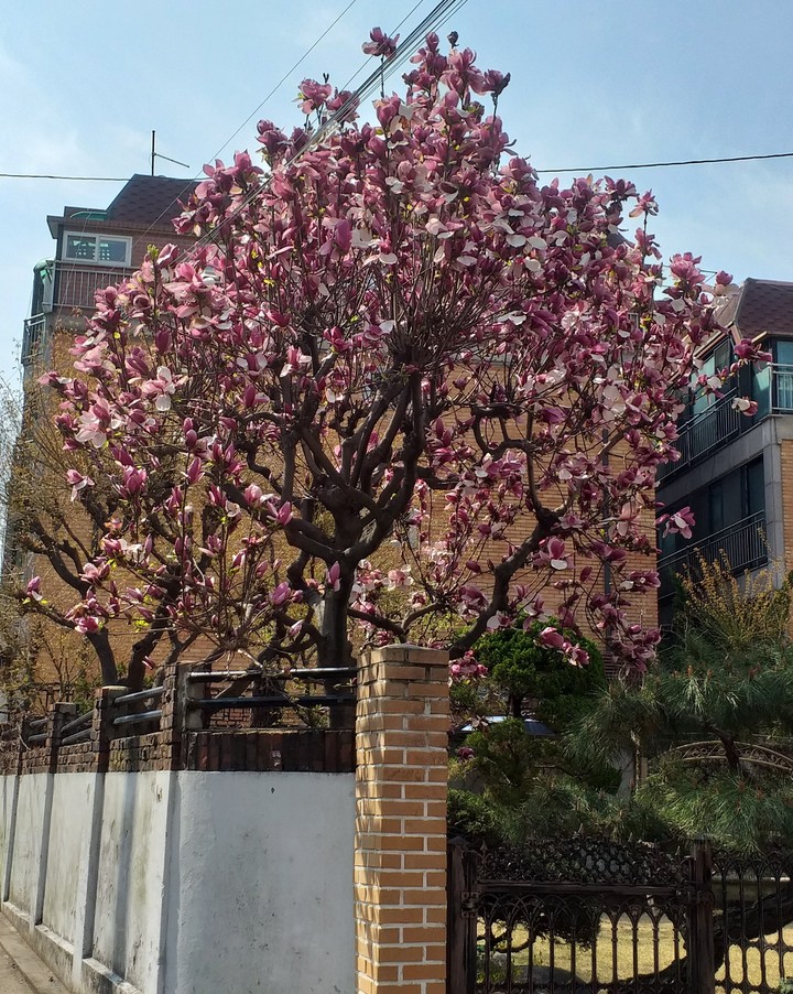 목련