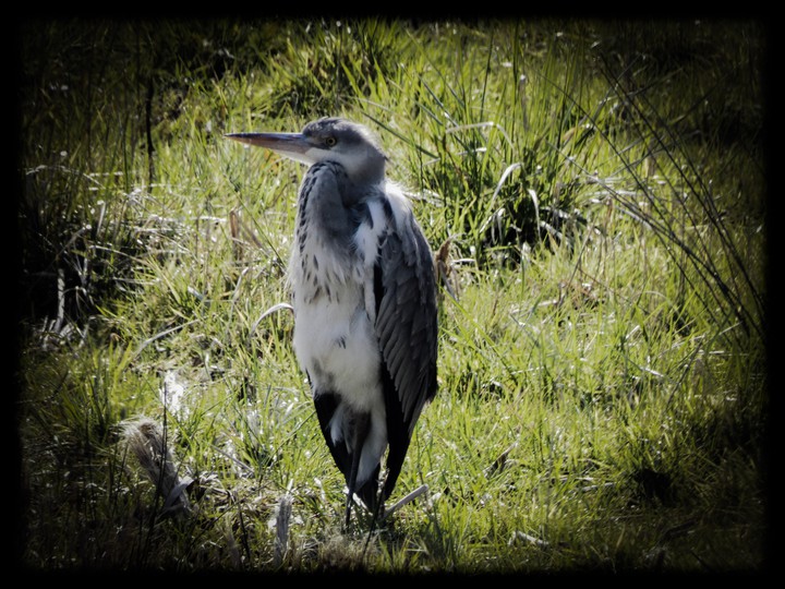 Heron