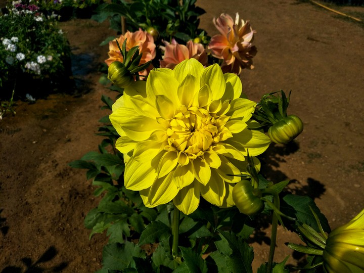 yellow beautiful sevanti flower