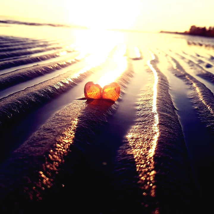 shell