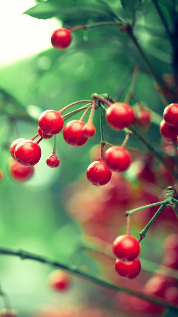 Cherry Chery 