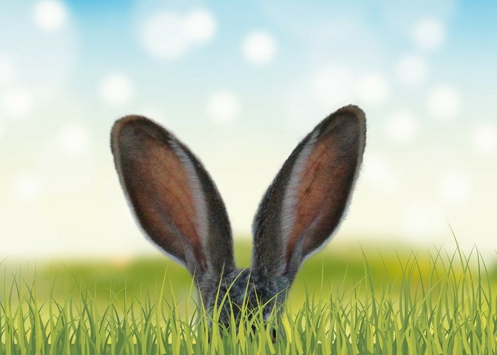 Ears whose ?!...