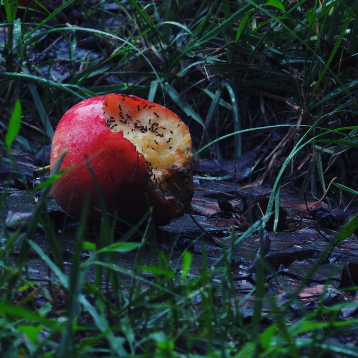 Nature dies so we may live