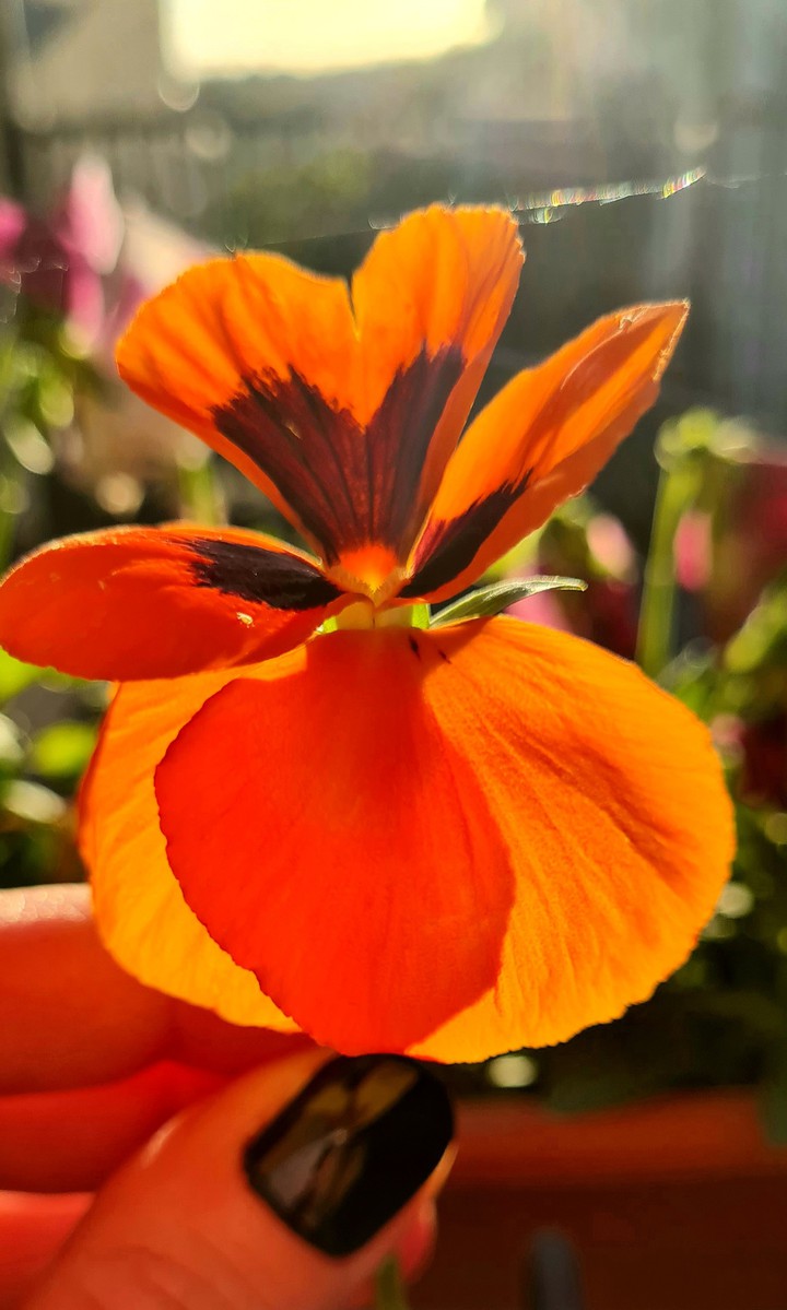 In the sunlight...