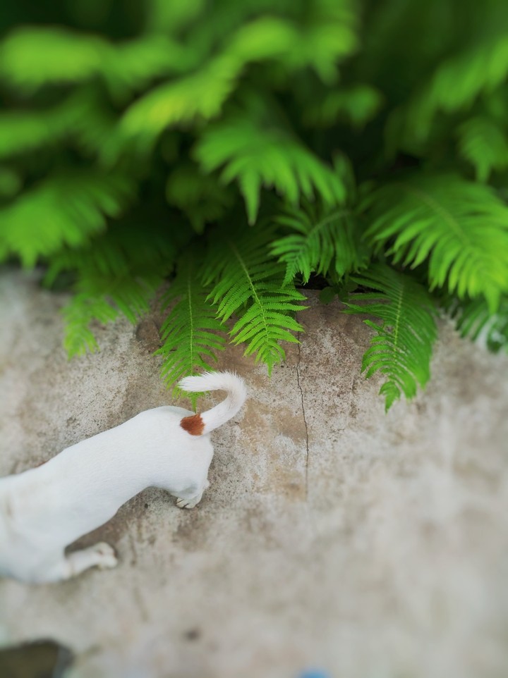 jrt