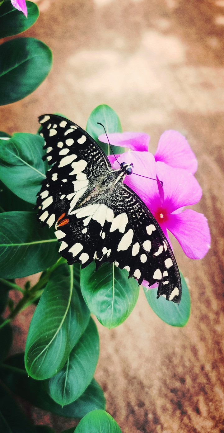 butterfly