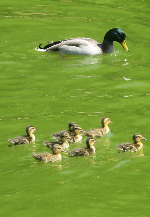 canard et ses bébés
