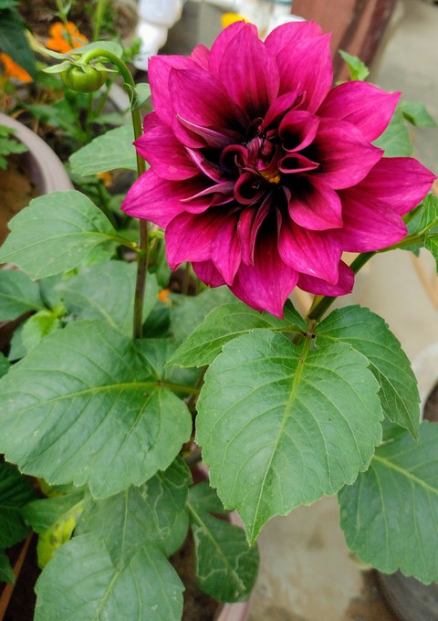 Dahelia flower