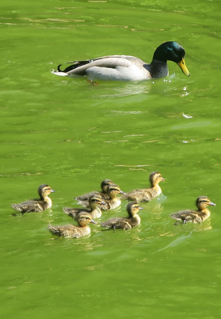 canard et ses bébés