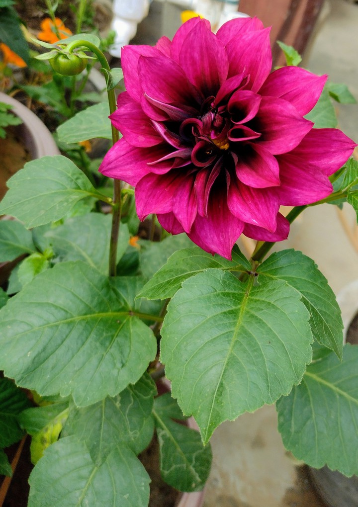Dahelia flower