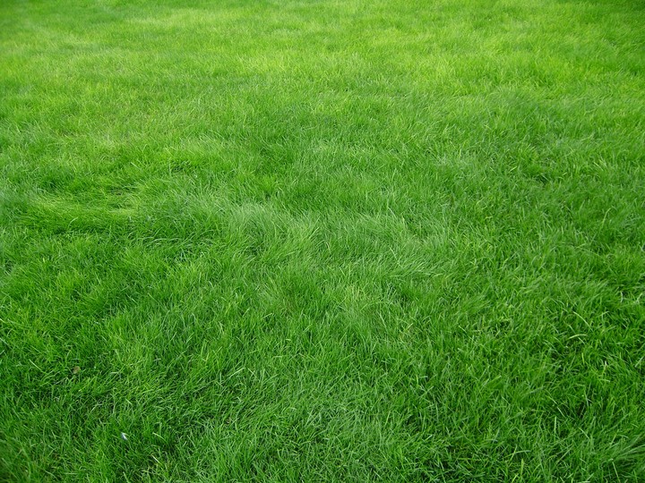Grass