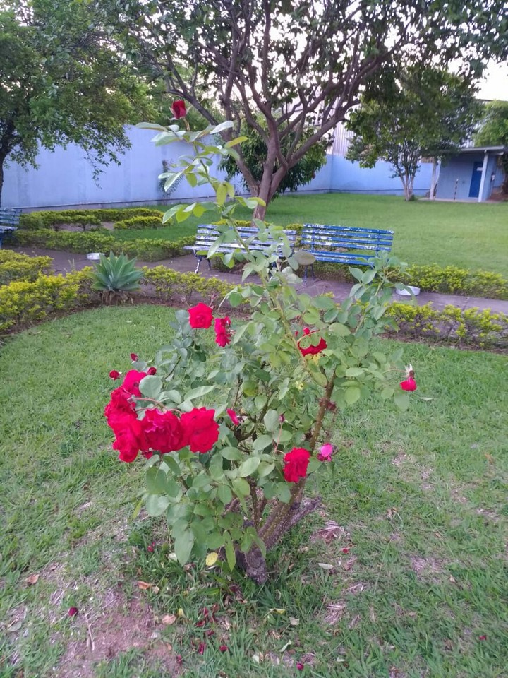 rosa
