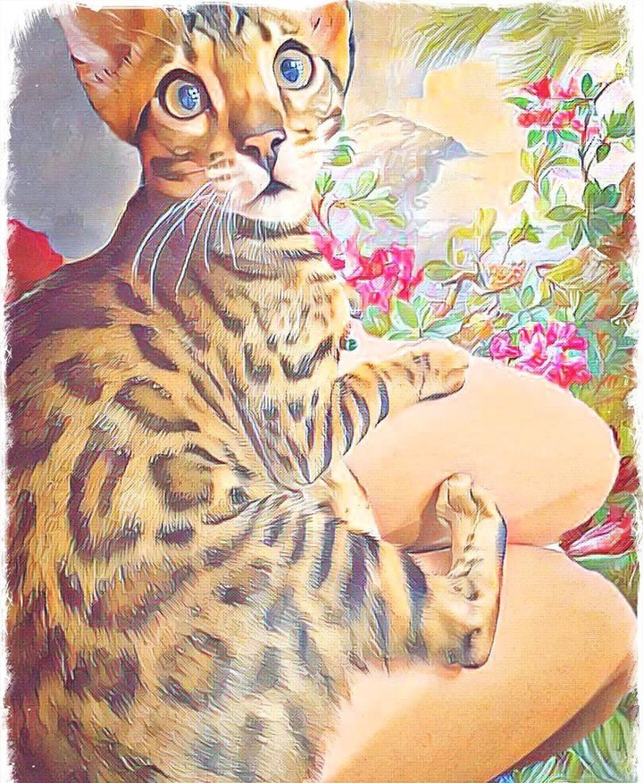 cat
