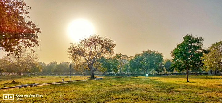 Garden morning