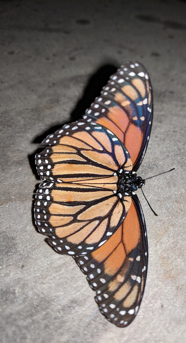 Monarch butterfly