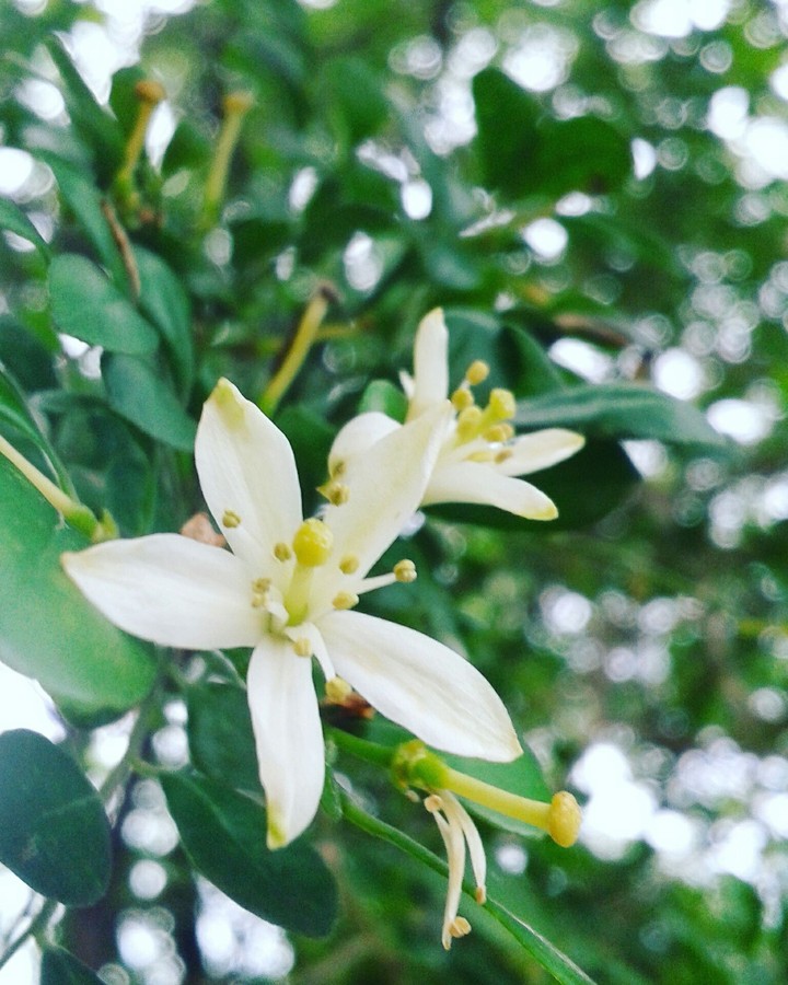 flores brancas