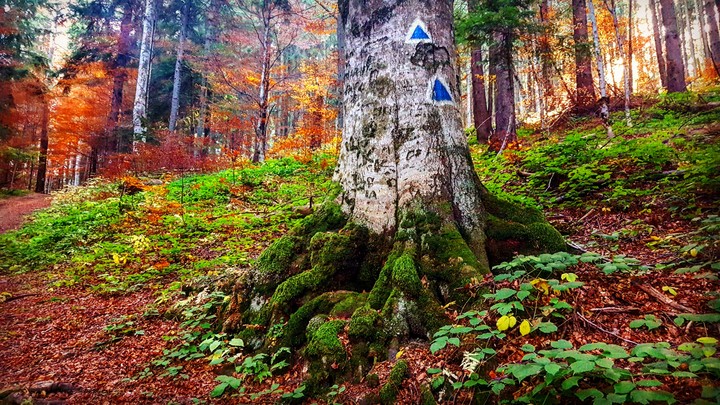 Forest in autumn
