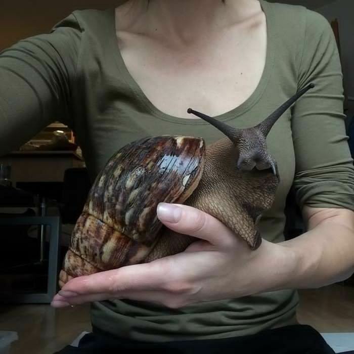 animals
