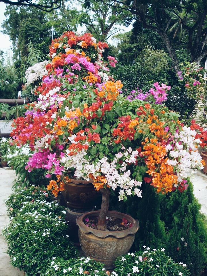 گل کاغذی