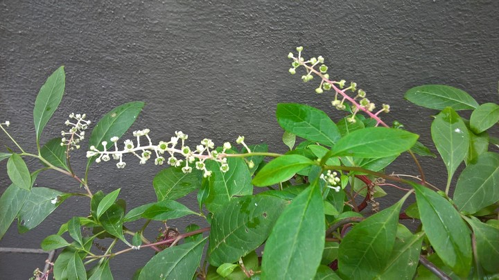 My pokeweed